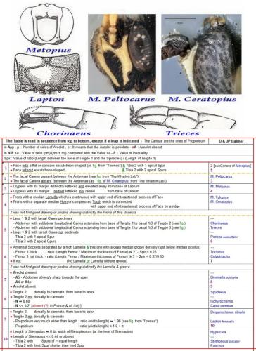 Metopiinae divers